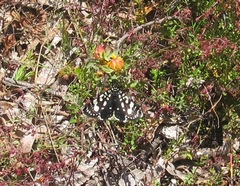 Periscepta polysticta