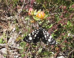 Periscepta polysticta