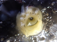 Doriopsis granulosa