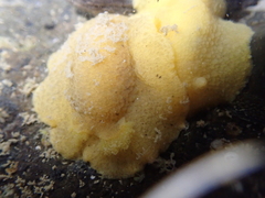Doriopsis granulosa