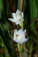 Thelymitra pallidiflora