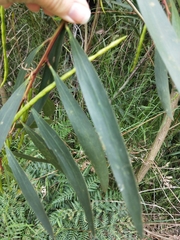 Acacia longifolia longifolia