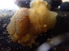 Doriopsis granulosa