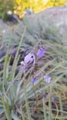 Conanthera trimaculata