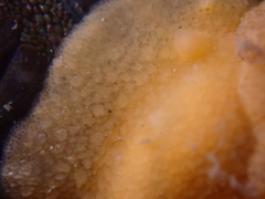 Doriopsis granulosa