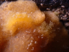 Doriopsis granulosa