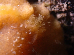 Doriopsis granulosa