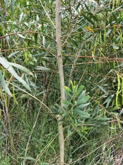 Acacia longifolia longifolia