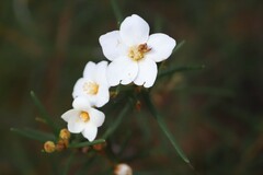 Ricinocarpos linearifolius