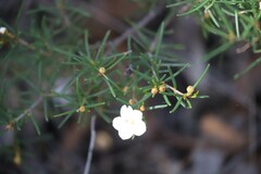 Ricinocarpos linearifolius