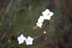 Ricinocarpos linearifolius