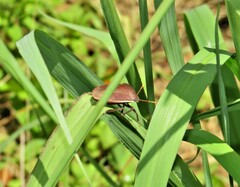 Basicryptus costalis