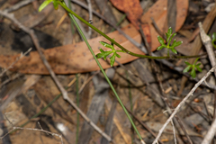 Actinotus minor