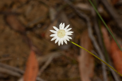 Actinotus minor