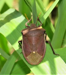 Basicryptus costalis