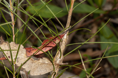 Melaleuca linearis