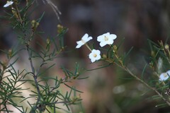 Ricinocarpos linearifolius