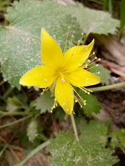 Eucnide bartonioides