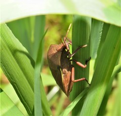 Basicryptus costalis