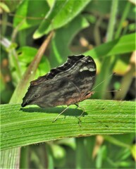 Junonia natalica natalica