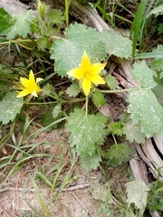 Eucnide bartonioides