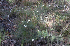 Ricinocarpos linearifolius