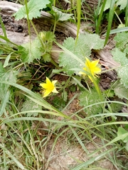 Eucnide bartonioides