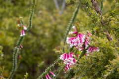 Epacris longiflora