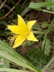 Eucnide bartonioides