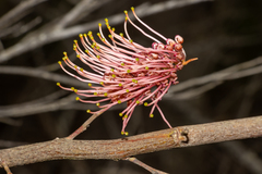 Grevillea longifolia
