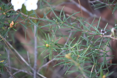 Ricinocarpos linearifolius