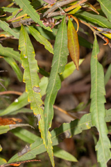 Grevillea longifolia