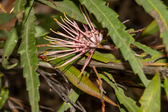 Grevillea longifolia