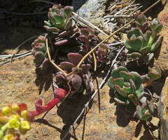 Sedum oregonense