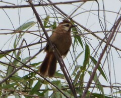 Pterorhinus sannio
