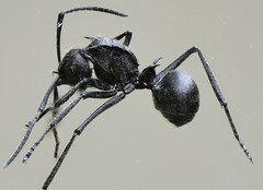 Polyrhachis schistacea
