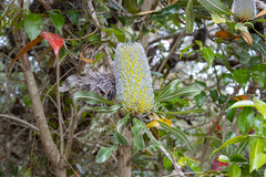 Banksia serrata