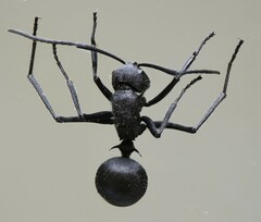 Polyrhachis schistacea