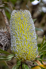 Banksia serrata