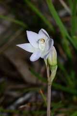 Thelymitra pallidiflora