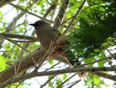 Trochalopteron elliotii