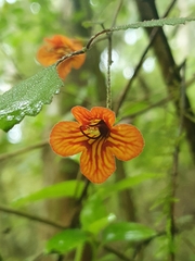 Rhabdothamnus solandri