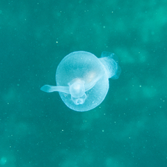 Cliopsis krohnii