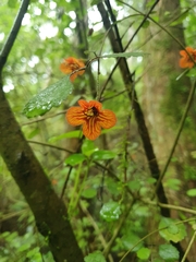 Rhabdothamnus solandri