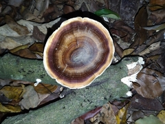 Microporus xanthopus