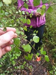 Rhabdothamnus solandri
