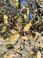 Quercus douglasii