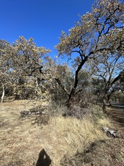 Quercus douglasii