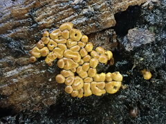 Oligonema persimile