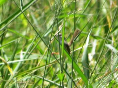 Prinia subflava pondoensis